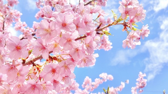 花見イベント